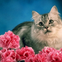 kitty cat