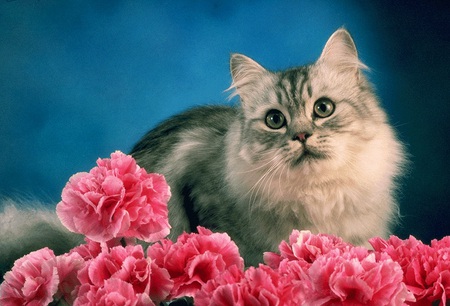 kitty cat - looking, animal, nature, pink, sweet