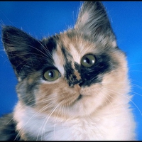 cool kitty1