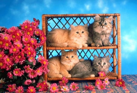 4 beautiful cats - plants, nature, more flowers, wildlife