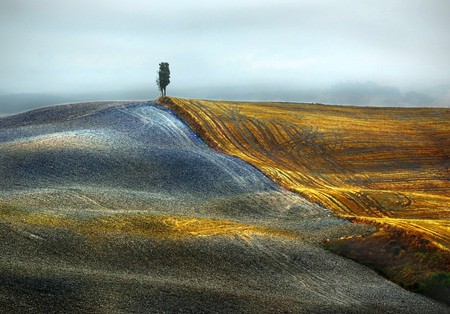 Cypress-Tree-On-Middle-Ground - picture, cool, on-middle, cypress, tree, ground