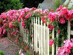 rose fence