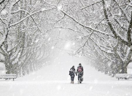 winter walk - white, cold, walk, snow, winter, path