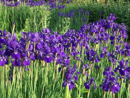 Siberian Iris - purple, iris sibirica, sibirska perunika, garden, spring