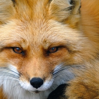 Lady Fox