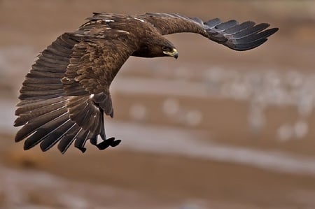 Dominant Eagle - high, amazing, brown, flight