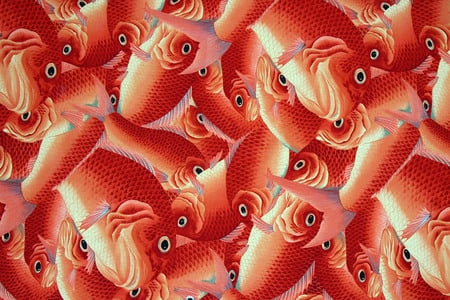 colllage of fish - fish, collage, orange, wallpaper