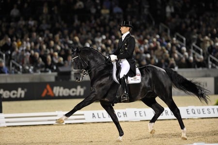 The Great Dutch Warmblood:Totilas - horses, dutch, black, warmblood, totilas