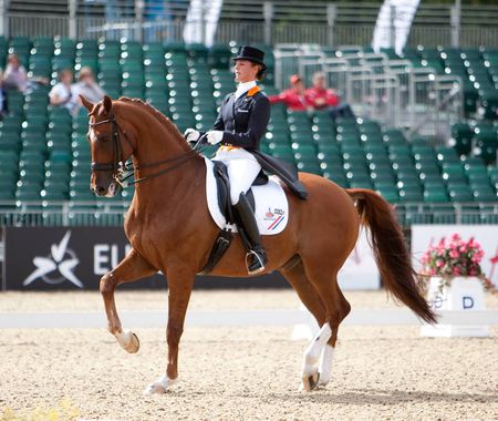 Chestnut Dutch  - warmblood, dutch, chestnut, horses