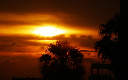 Dawn in the City - clouds, trees, beautiful, sunrise, colors, palm, nature, golden, sky