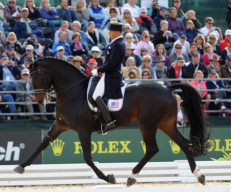 Ravel, The Dutch - horses, dutch, ravel, warmblood