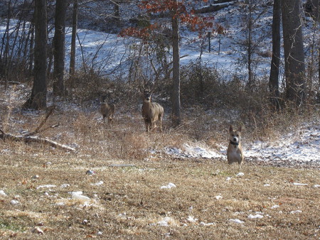 They followed me home, can I keep them? - wildlife, animals, nature, deer