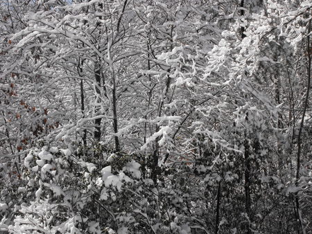 winter - winter, cold, snow, winter day