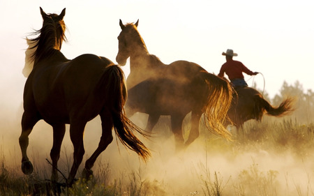 Horses running - animal, nature, horse, rodeo