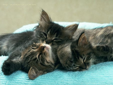 Lovely cats - animal, kitten, feline, couple, sweet, cat