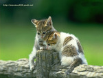 Cat in forest