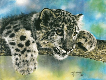 Intrigued, by Lesley Harrison - nature, painting, leopard, lesley harrison, art, cub