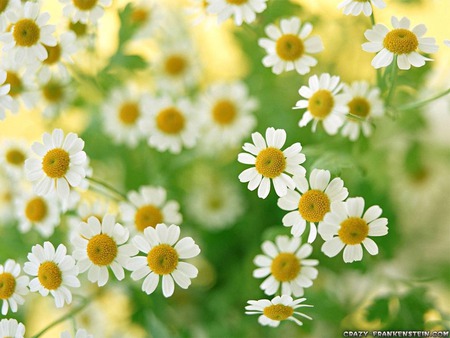 Daisy family ;) - delicate, yellow, daisy, together, spring, happy, family, flowers, white, green