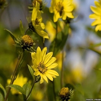 Beautiful daisies