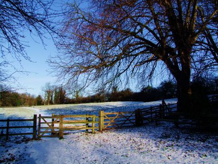 Landscape - trees, winter, blue, snow, landscape, beauty, sesons, forest, fench, leaves, popular, white, nature, cold, background, sky