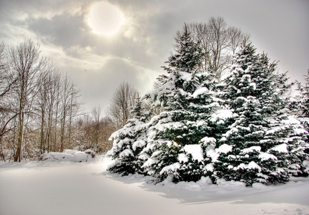 Winter - landscape, snow, forest, sky, clouds, trees, winter, beautiful, sesons, beauty, tree, popular, frozen, white, nature, cold, places, background