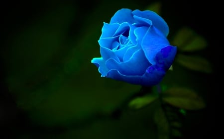 LOVELY BLUE ROSE