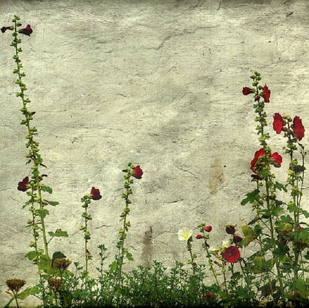 Wall - red, flowers, wall, nature, green