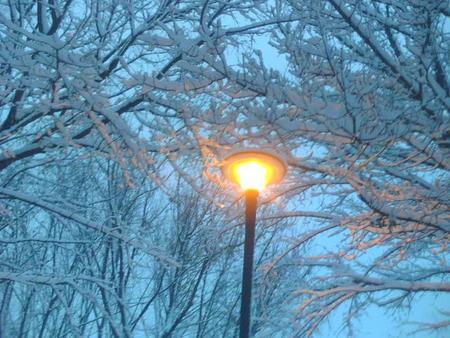 winter - snow, winter, nature, garden