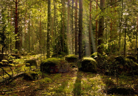 Forest - calm, relax, grass, forest, photo, walk, nice, sun, trees, beautiful, photography, moss, cool, stones, nature, rays, peaceful