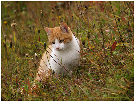 pretty kitty - pretty, backyard, red tiger, white, grass, sitting, cat, kitty