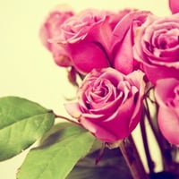 retro pink roses