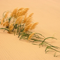 Pampas Grass in Sand Dune