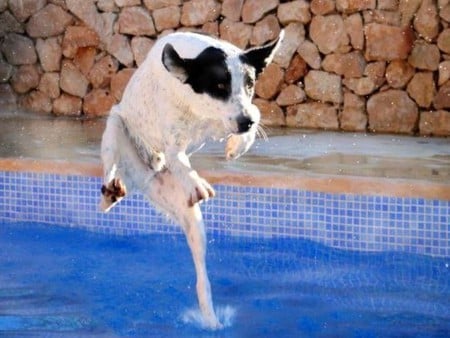 Oh its Cold - funny, in water, picture, dog