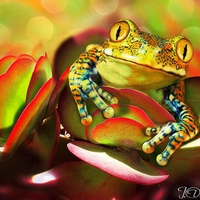 Colorful Frog