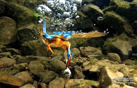 Under Water Fishing - under water, bird, cool, picture, fishing