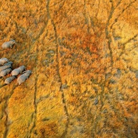 Elephants-in-Autumn-Colors