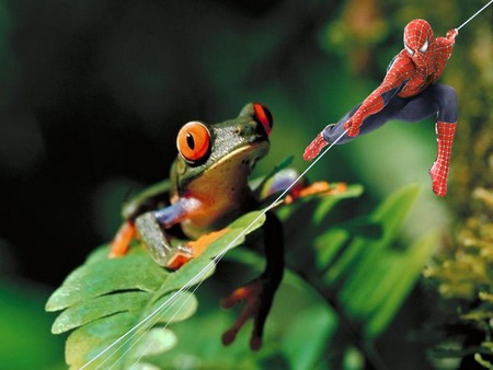 Upss:D - landscape, frog, spiderman, funny, other, abstract, jungle, colors, color