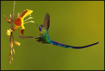 Sky ballet - bird, yellow, blue, flight, green, colors, long tail, flower