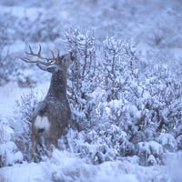 Deer in Wintertime