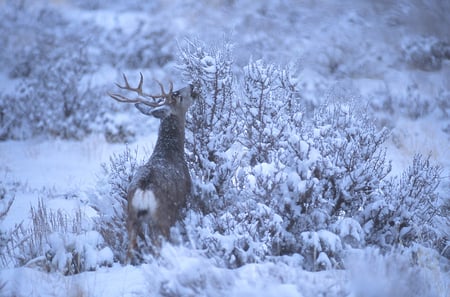 Deer in Wintertime - cold, snow, winter, hunger, deer