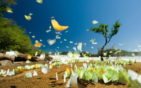 Swirling Butterflies - sky, butterflies, swirling, colours, yellow, blue, green