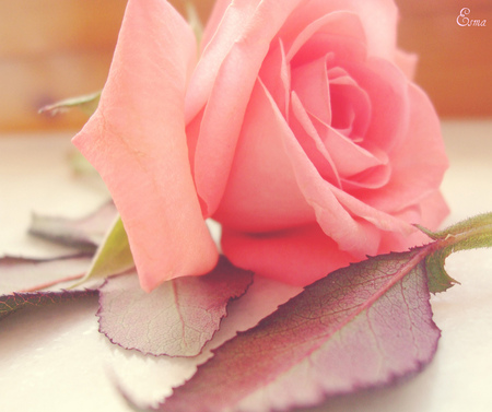 Special like... you;) - young, pink, soft, beautiful, color, rose, soul