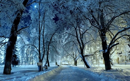 Winter evening walk - bench cold blue mist, trees, evening, walk, frost, snow, light, winter