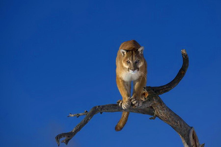 Out on a limb - brown and black, cat, cougar, blue sky, branch