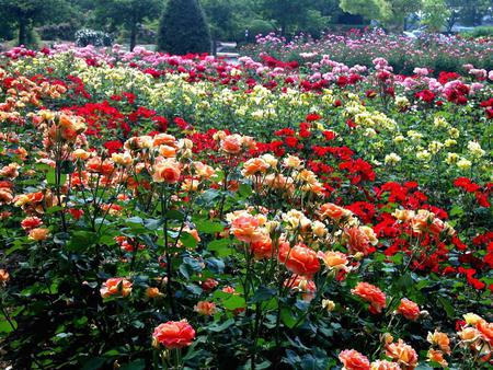 roses garden - park, roses garden, fullcolour, beautiful