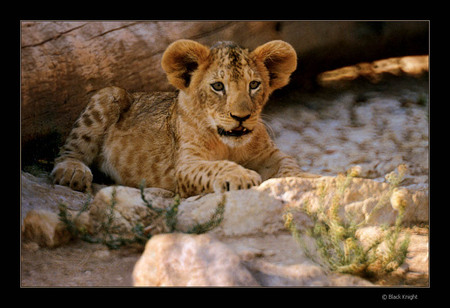 tiger cub - alone, nice, little, zoo, tiger cub, sitting