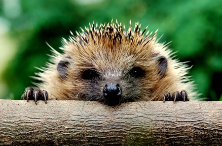 Inquisitive - tree branch, hedgehog, tree, leaves