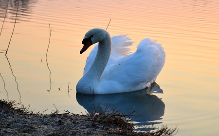 A Swan - reflections, birds, pond, beautiful, swan, animals