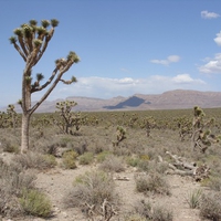 Mojave Desert