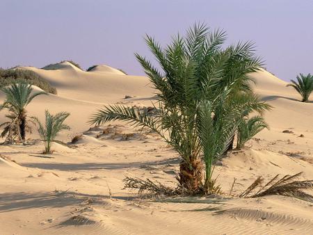 Oasis Dakhia Sahara - desert, oasis, sahara, africa